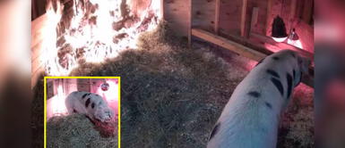 Mujer salvó a una cerdita de morir en incendio gracias a una transmisión en vivo Mujer salvó a una cerdita de morir en incendio gracias a una transmisión en vivo