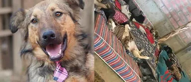 Albergue busca voluntarios para dar amor a los perritos rescatados Albergue busca voluntarios para dar amor a los perritos rescatados