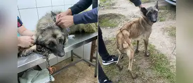 Vecinos salvaron a 21 perros que iban a ser sacrificados en un criadero Vecinos salvaron a 21 perros que iban a ser sacrificados en un criadero