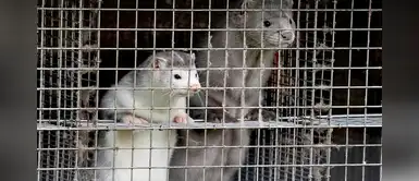 Francia detecta por primera vez un criadero de visones con COVID-19 Francia detecta por primera vez un criadero de visones con COVID-19