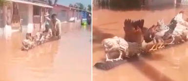 Hombre arriesga su vida y salva a sus gallinas tras una inundación Hombre arriesga su vida y salva a sus gallinas tras una inundación