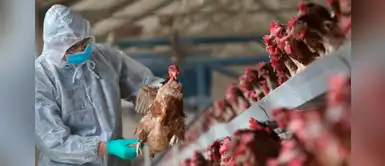 Sacrifican 190.000 gallinas y pollos tras aparición de gripe aviar Sacrifican 190.000 gallinas y pollos tras aparición de gripe aviar