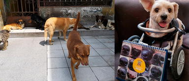 Más de 130 animales rescatados venden calendarios 2021 para sobrevivir Más de 130 animales rescatados venden calendarios 2021 para sobrevivir