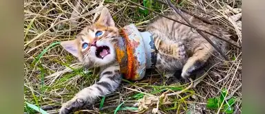 Hombre evitó que gato bebé muriera asfixiado por una tuerca en su cuello Hombre evitó que gato bebé muriera asfixiado por una tuerca en su cuello