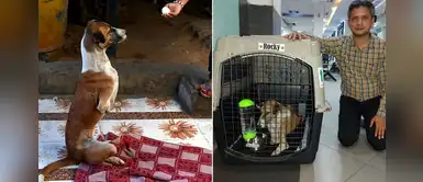 Perrito que perdió sus patas delanteras fue adoptada por un hombre Perrito que perdió sus patas delanteras fue adoptada por un hombre