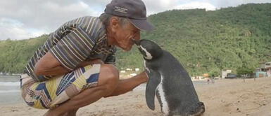 Pingüino nada más de 8,000 kilómetros para reunirse con su rescatista Pingüino nada más de 8,000 kilómetros para reunirse con su rescatista