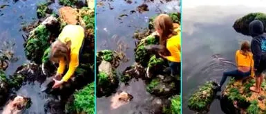 Niña salva a un tiburón atrapado entre las rocas y lo devuelve al agua Niña salva a un tiburón atrapado entre las rocas y lo devuelve al agua