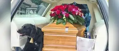 Perro acompañó a su difunto dueño en la carroza fúnebre hasta su entierro Perro acompañó a su difunto dueño en la carroza fúnebre hasta su entierro