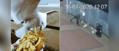 Hombre fue multado por asesinar a una gaviota que intentó robarle su comida Hombre fue multado por asesinar a una gaviota que intentó robarle su comida