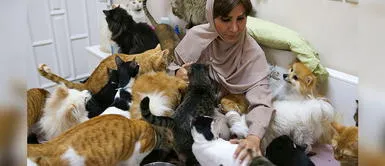 Mujer adoptó 480 gatos y 12 perros: "Son más fieles que los humanos" Mujer adoptó 480 gatos y 12 perros: "Son más fieles que los humanos"