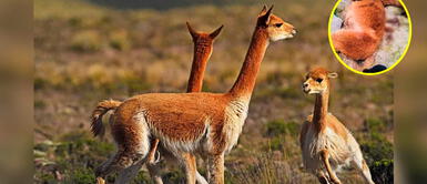 Apurímac: Animales pierden la vida por falta de agua en Cotaruse Apurímac: Animales pierden la vida por falta de agua en Cotaruse