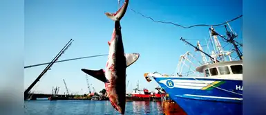 Autoridades de Colombia prohibirán cualquier tipo de pesca de tiburón Autoridades de Colombia prohibirán cualquier tipo de pesca de tiburón