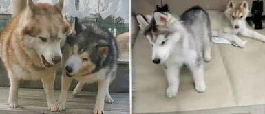 Husky le enseña a su hermano invidente a vencer sus más grandes temores Husky le enseña a su hermano invidente a vencer sus más grandes temores