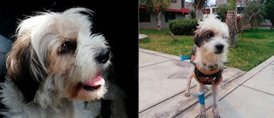 Perrito con cáncer fue abandonado y necesita ayuda para costear sus tratamientos Perrito con cáncer fue abandonado y necesita ayuda para costear sus tratamientos