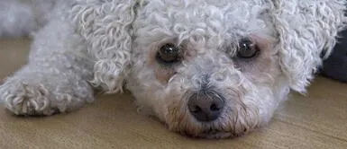 Sujeto cortó cuerdas vocales de 34 perros para evitar que delataran negocio ilegal Sujeto cortó cuerdas vocales de 34 perros para evitar que delataran negocio ilegal