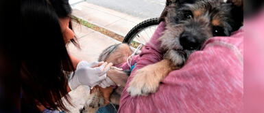Cercado de Lima: Estos son los puntos de vacunación antirrábica para perros Cercado de Lima: Estos son los puntos de vacunación antirrábica para perros