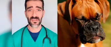 ¿Qué hacer cuando un perro tiene estornudo inverso? Veterinario explica ¿Qué hacer cuando un perro tiene estornudo inverso? Veterinario explica