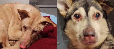 EE.UU.: Bombero rescató 46 perros de incendio en su día de descanso EE.UU.: Bombero rescató 46 perros de incendio en su día de descanso