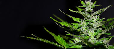 La ONU reconoce propiedades medicinales del cannabis y la retira de categoría de drogas más peligrosas La ONU reconoce propiedades medicinales del cannabis y la retira de categoría de drogas más peligrosas