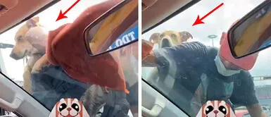 Joven carga a su perrito en la espalda mientras trabaja limpiando autos Joven carga a su perrito en la espalda mientras trabaja limpiando autos