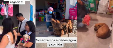 México: Jóvenes negociantes dan agua y alimentan a perros sin hogar México: Jóvenes negociantes dan agua y alimentan a perros sin hogar