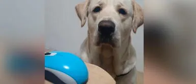 Perrito ve a su mamá humana en teletrabajo y le 'ruega' que lo lleve al parque Perrito ve a su mamá humana en teletrabajo y le 'ruega' que lo lleve al parque