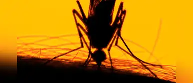 OMS alerta que epidemia de fiebre amarilla ya cobró 172 vidas en Nigeria OMS alerta que epidemia de fiebre amarilla ya cobró 172 vidas en Nigeria