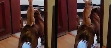 Perros tienen peculiar forma de convencer a su dueño para que los saque a la calle Perros tienen peculiar forma de convencer a su dueño para que los saque a la calle