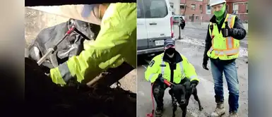 Perro extraviado fue encontrado luego de 6 semanas por unos obreros Perro extraviado fue encontrado luego de 6 semanas por unos obreros