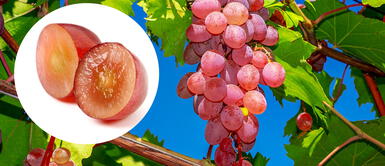 Extracto de pepa de uva protege el intestino, según reciente estudio Extracto de pepa de uva protege el intestino, según reciente estudio