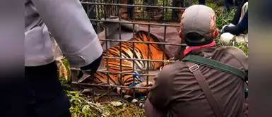 Descubren tigre decapitado en un zoológico acusado de tráfico de animales Descubren tigre decapitado en un zoológico acusado de tráfico de animales