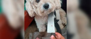 Los Olivos: Denuncian robo de perrito y ladrones exigen 5 mil soles para devolverlo Los Olivos: Denuncian robo de perrito y ladrones exigen 5 mil soles para devolverlo