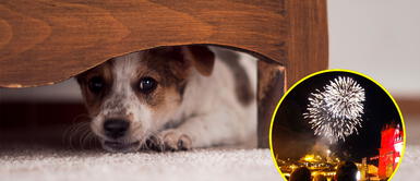 Navidad 2020: Consejos para proteger a tus mascotas de la pirotecnia Navidad 2020: Consejos para proteger a tus mascotas de la pirotecnia
