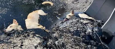 Perra atrapada en brea asfáltica estuvo a punto de morir, pero lograron salvarla Perra atrapada en brea asfáltica estuvo a punto de morir, pero lograron salvarla