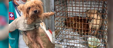 Colombia: Cierran criadero clandestino con más de 60 perros explotados Colombia: Cierran criadero clandestino con más de 60 perros explotados