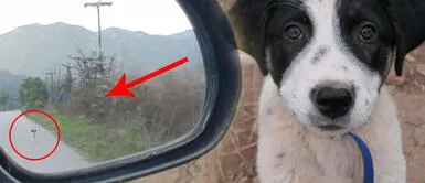 Perrito callejero corre detrás de un auto pidiendo una "segunda oportunidad" Perrito callejero corre detrás de un auto pidiendo una "segunda oportunidad"