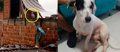 Colombia: Vecinos rescatan a perrito abandonado en plena lluvia Colombia: Vecinos rescatan a perrito abandonado en plena lluvia