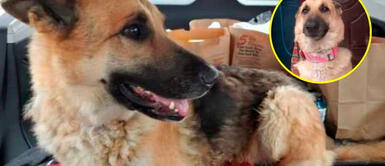 EE.UU.: Perrita perdida se reencontró con su familia gracias a microchip EE.UU.: Perrita perdida se reencontró con su familia gracias a microchip