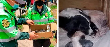 Cusco: Policías rescatan a perrita abandonada en plena calle con sus ocho cachorros Cusco: Policías rescatan a perrita abandonada en plena calle con sus ocho cachorros