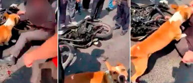 Perrito de la calle se une a un grupo de vecinos para "escarmentar" a ladrón Perrito de la calle se une a un grupo de vecinos para "escarmentar" a ladrón