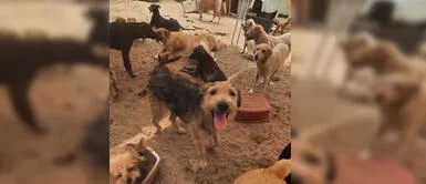 Albergue organiza colecta para más de 80 animales rescatados en todos los distritos de Lima Albergue organiza colecta para más de 80 animales rescatados en todos los distritos de Lima