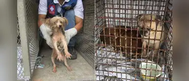 Clausuran criadero clandestino donde había más de 60 perros explotados Clausuran criadero clandestino donde había más de 60 perros explotados