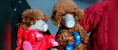 México anuncia que cinco perros dieron positivo a las pruebas de COVID-19 México anuncia que cinco perros dieron positivo a las pruebas de COVID-19