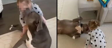 Mujer queda atónita al encontrar a su hija jugando con perro pitbull Mujer queda atónita al encontrar a su hija jugando con perro pitbull