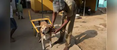 Perrito ayuda a su dueño a repartir leche por toda su comunidad Perrito ayuda a su dueño a repartir leche por toda su comunidad