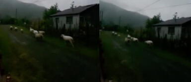 Ovejas se fueron a dormir en medio del eclipse solar Ovejas se fueron a dormir en medio del eclipse solar