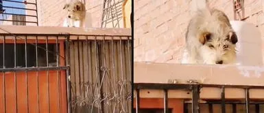 Se mudaron y lo abandonaron a su suerte en la azotea, sin agua ni alimento Se mudaron y lo abandonaron a su suerte en la azotea, sin agua ni alimento