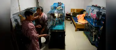 Mujer jubilada comparte su casa con 1.300 perros que rescató de la calle Mujer jubilada comparte su casa con 1.300 perros que rescató de la calle