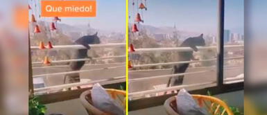 Mujer genera indignación en redes tras grabar a su gata colgando del balcón Mujer genera indignación en redes tras grabar a su gata colgando del balcón