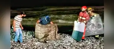 San Miguel: Lobo de mar herido se encuentra varado en la playa Los Domos San Miguel: Lobo de mar herido se encuentra varado en la playa Los Domos